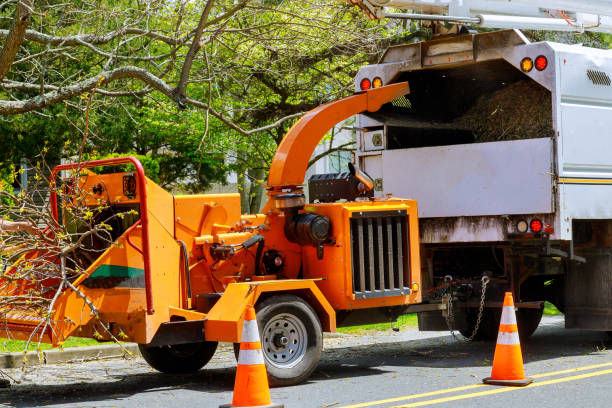 Reliable Alameda, CA Tree Removal and Landscaping Services Solutions